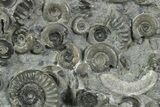 Fossil Ammonite (Arnioceras) Cluster - Holderness Coast, England #353867-2